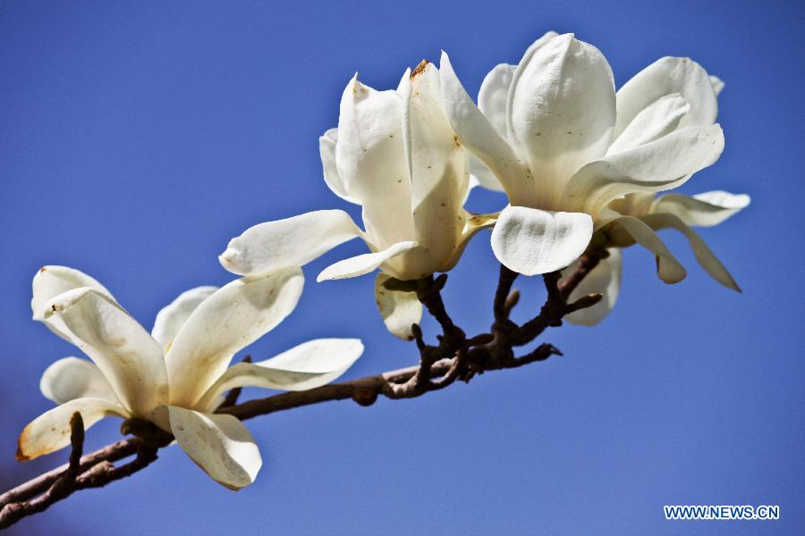 Des fleurs épanouies à Zhangye