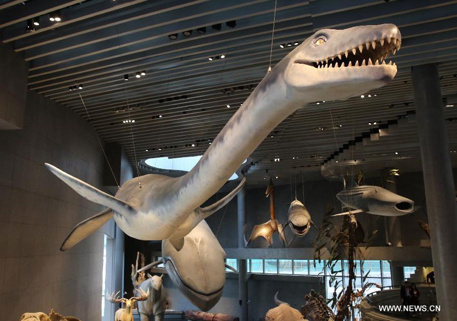 Des maquettes de dinosaures exposées au Musée d’histoire naturelle de Shanghai, le 11 avril 2015.
