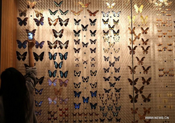 Des spécimens de papillons exposés au Musée d’histoire naturelle de Shanghai, le 11 avril 2015.