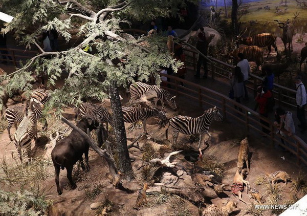 Des spécimens d'animaux africains exposés au Musée d’histoire naturelle de Shanghai, le 11 avril 2015.