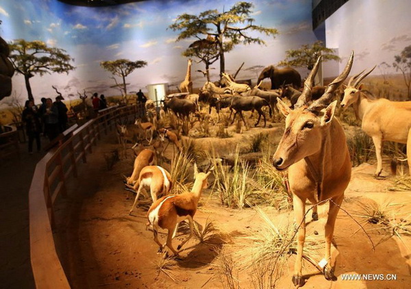 Des spécimens d'animaux africains exposés au Musée d’histoire naturelle de Shanghai, le 11 avril 2015.