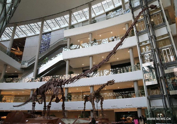 Un squelette de 22 mètres de haut d’un Mamenchisaurus, exposé au Musée d’histoire naturelle de Shanghai, le 11 avril 2015.