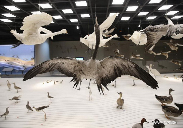 Des spécimens d'oiseaux exposés au Musée d’histoire naturelle de Shanghai, le 11 avril 2015.