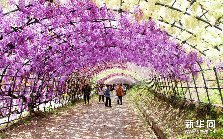Tunnels de glycines dans le jardin de Kawachi au Japon 