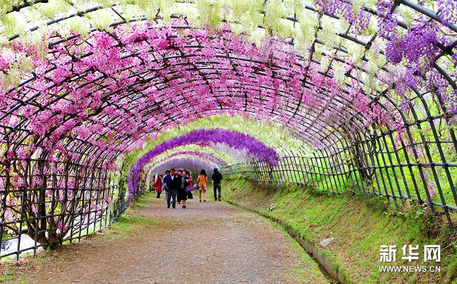 Tunnels de glycines dans le jardin de Kawachi au Japon 