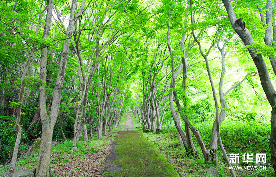 Tunnels de glycines dans le jardin de Kawachi au Japon 