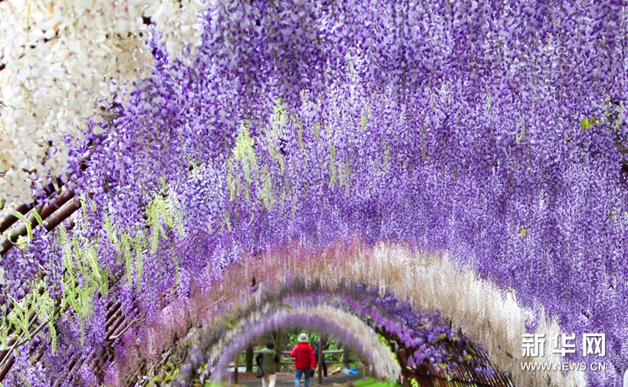 Tunnels de glycines dans le jardin de Kawachi au Japon 