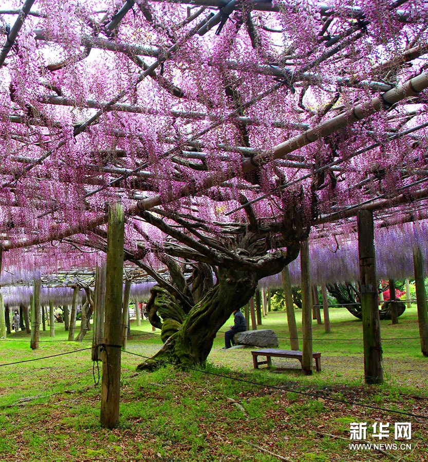 Tunnels de glycines dans le jardin de Kawachi au Japon 