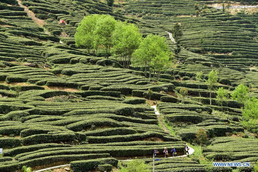 Photo prise le 22 avril 2015 montrant le paysage d'un jardin du thé dans le village de Maliang de Yichang, dans la province du Hubei (centre de la Chine). (Xinhua/Du Huaju)