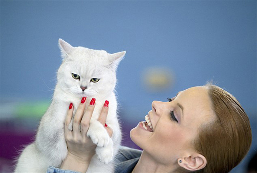 Roumanie : salon international 2015 du chat