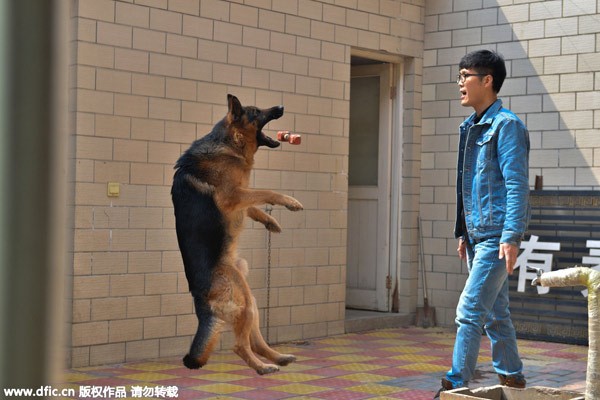 Zhang Zehui entraine un chien dans sa ferme de la ville de Shijiazhuang, capitale de la Province du Hebei, dans le Nord de la Chine, le 7 avril 2015. [Photo / IC]