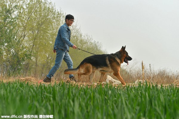 Zhang Zehui marche avec un chien à Shijiazhuang, capitale de la Province du Hebei, dans le Nord de la Chine, le 7 avril 2015. [Photo / IC]
