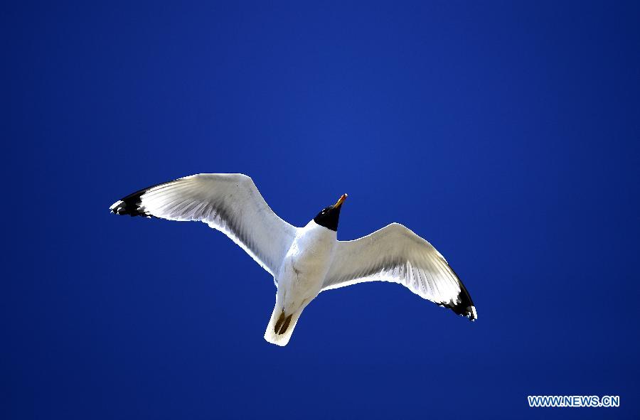 Lac Qinghai: un paradis pour des oiseaux