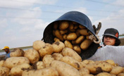Les Pays-Bas réussissent à cultiver des pommes de terre dans l'eau de mer