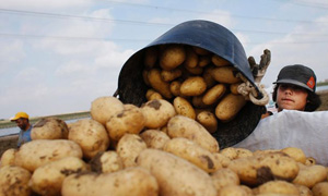 Les Pays-Bas réussissent à cultiver des pommes de terre dans l'eau de mer