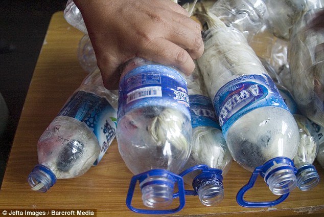 24 cacatoès enfermés dans des bouteilles pour passer la douane