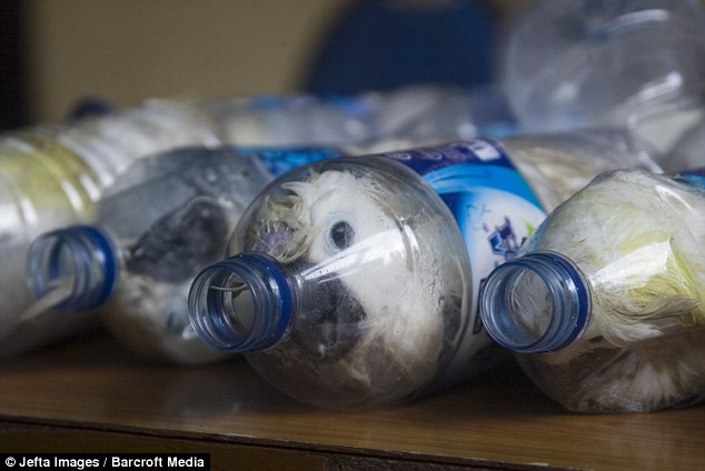 24 cacatoès enfermés dans des bouteilles pour passer la douane