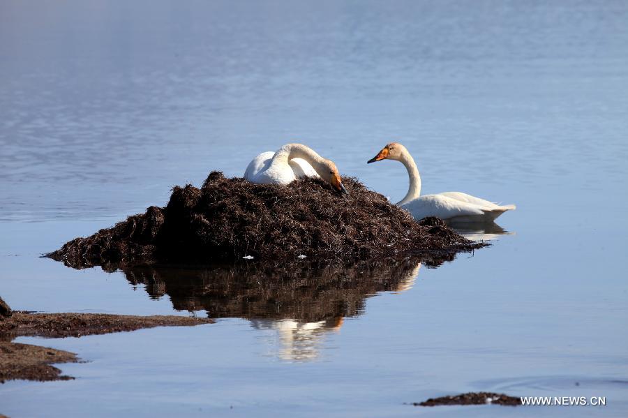 Photo prise le 9 mai 2015 montrant des cygnes qui se reposent dans le lac Sayram, dans la préfecture de Bortala, dans la région autonome ouïgoure du Xinjiang (nord-ouest de la China). (Xinhua/Shen Zhijun)