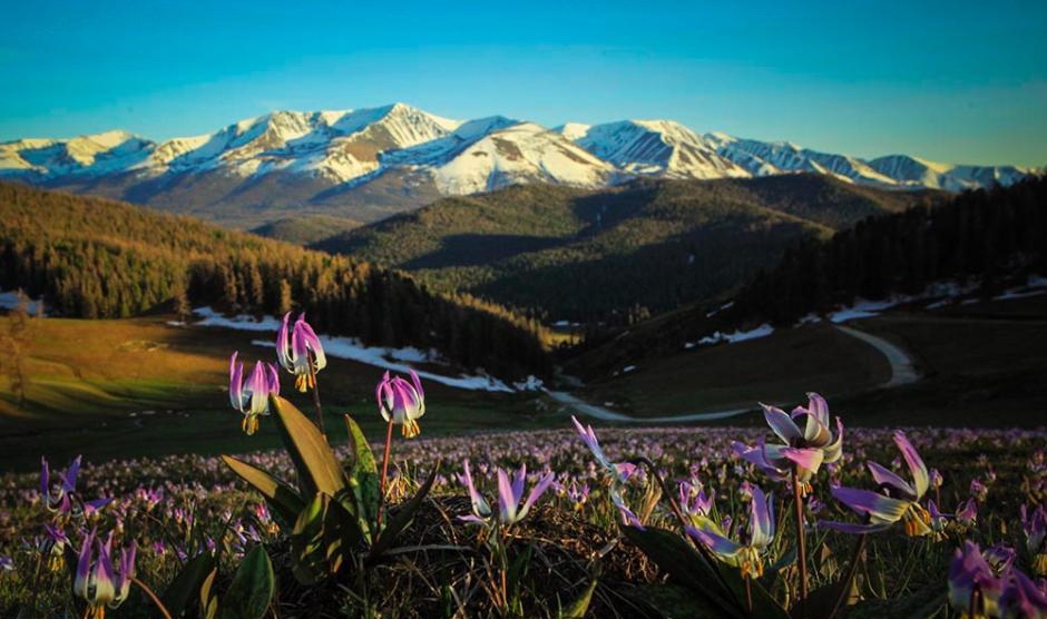 Une belle montagne en fleurs dans le Xinjiang