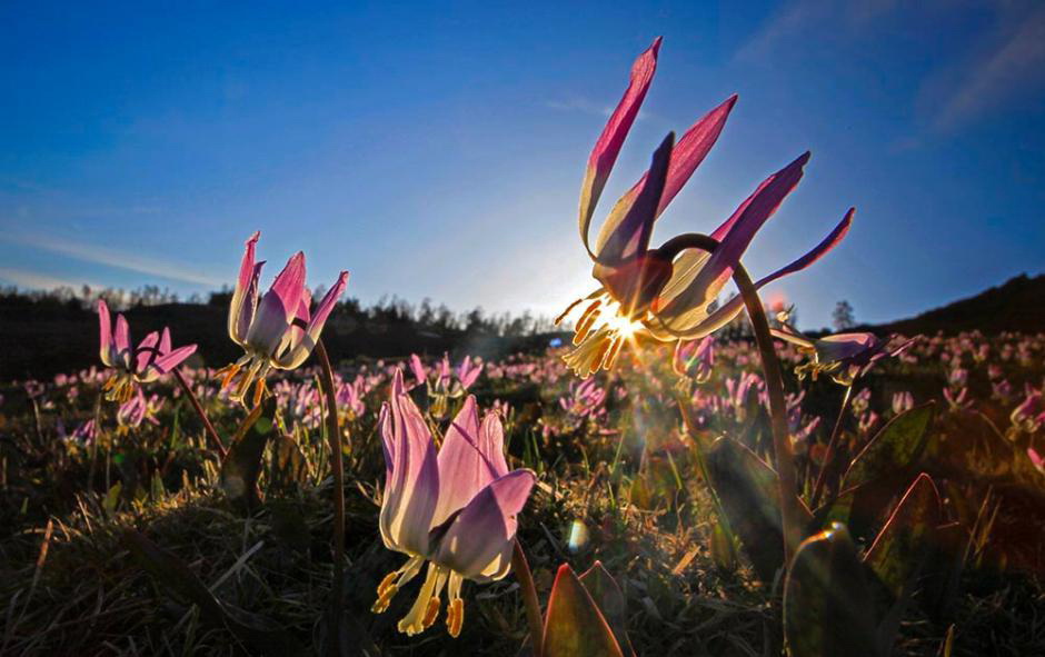 Une belle montagne en fleurs dans le Xinjiang