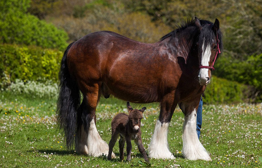 L'amitié entre un âne et un cheval 