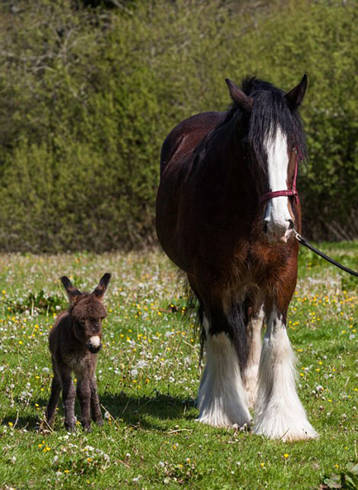 L'amitié entre un âne et un cheval 
