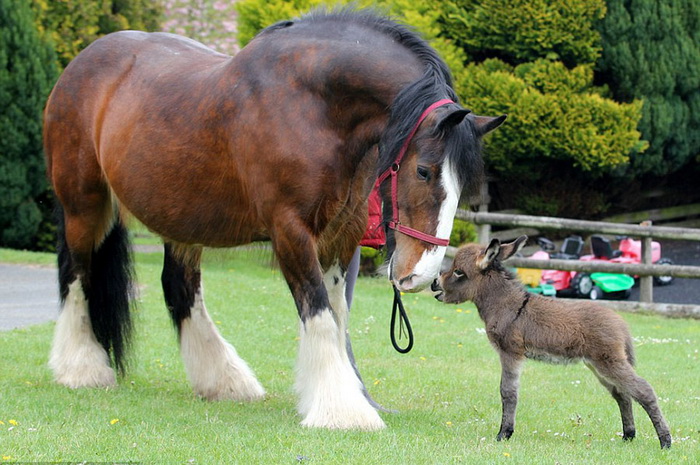 L'amitié entre un âne et un cheval 