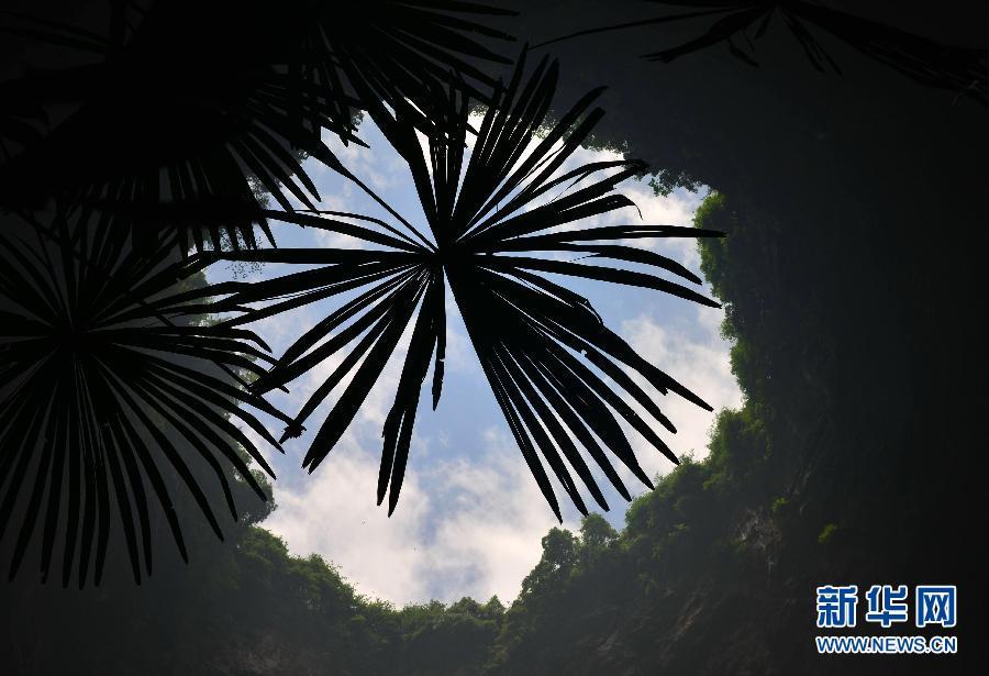 Hubei : un monde souterrain fascinant d'animaux et de plantes