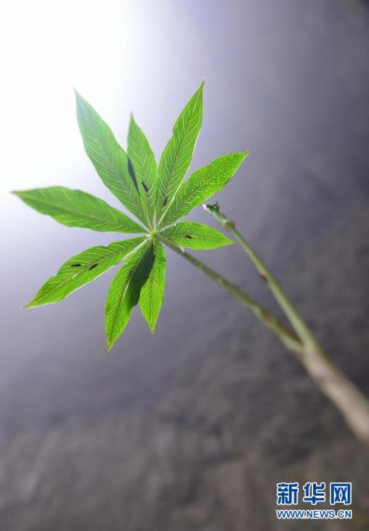 Hubei : un monde souterrain fascinant d'animaux et de plantes