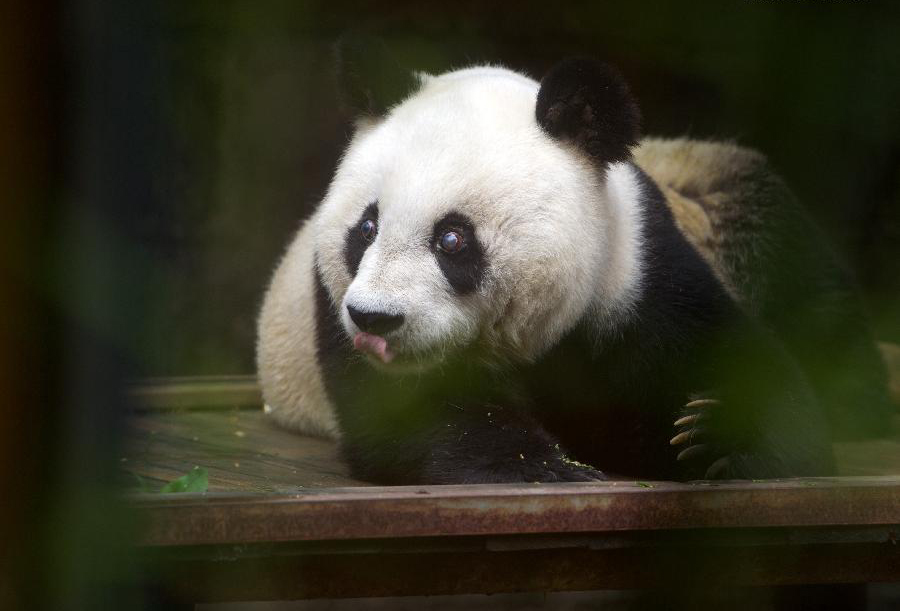 Le plus vieux panda en Chine célèbre son 35e anniversaire