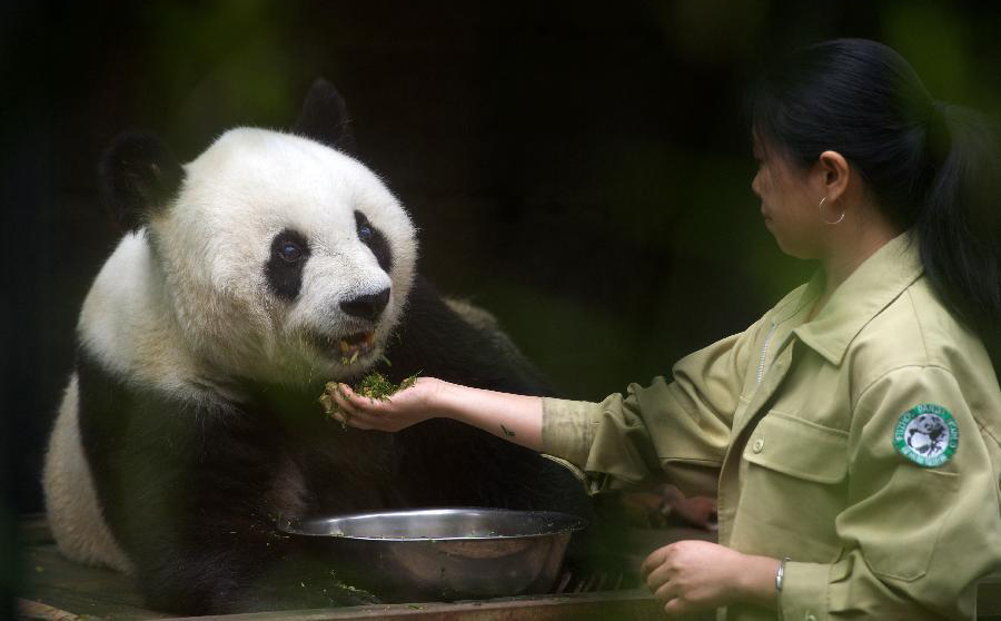 Le plus vieux panda en Chine célèbre son 35e anniversaire