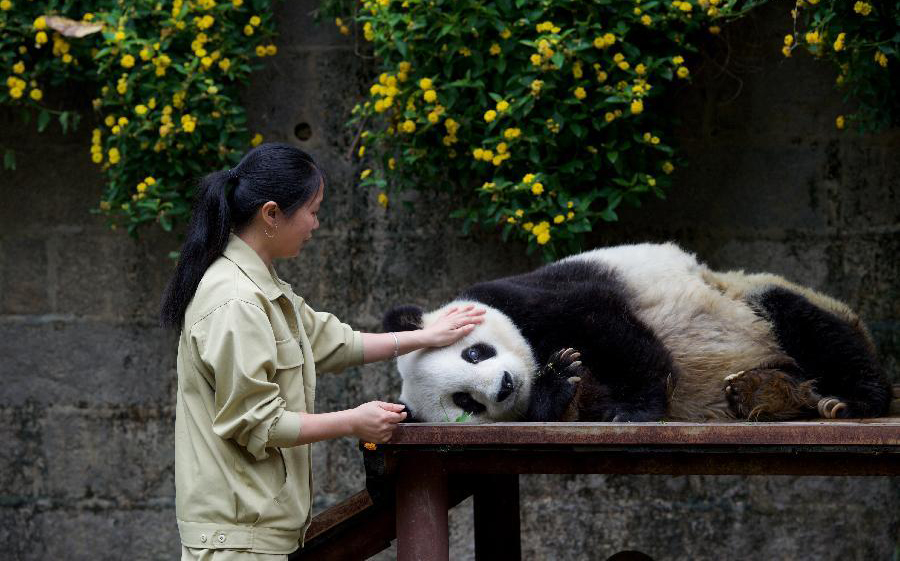 Le plus vieux panda en Chine célèbre son 35e anniversaire