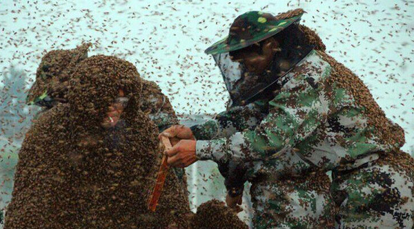 Un manteau d'abeilles de 109,05 kg