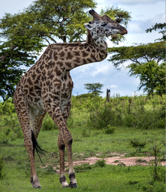 Une girafe survit depuis cinq ans avec un cou en zigzag