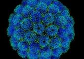 Le virus de l'herpès pourrait aider à lutter contre le cancer