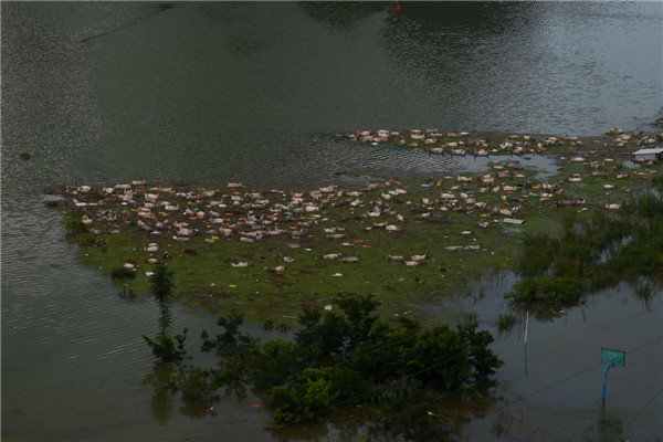 Photo : des cadavres sont aperçus à la dérive, après qu'une porcherie ait été inondée par des pluies torrentielles à Liuze dans le Guangxi, le 16 juin 2015. [Photo/Xinhua]