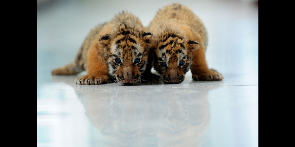 Les petits tigres ont déjà un mois !