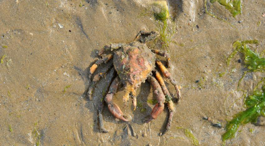 Des crabes "aliens" découverts à Qinghai