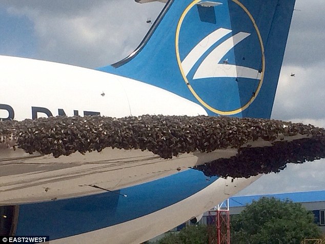 Un avion russe attaqué par un essaim d'abeilles