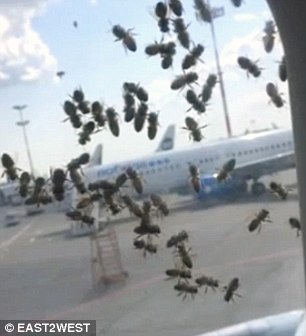 Un avion russe attaqué par un essaim d'abeilles