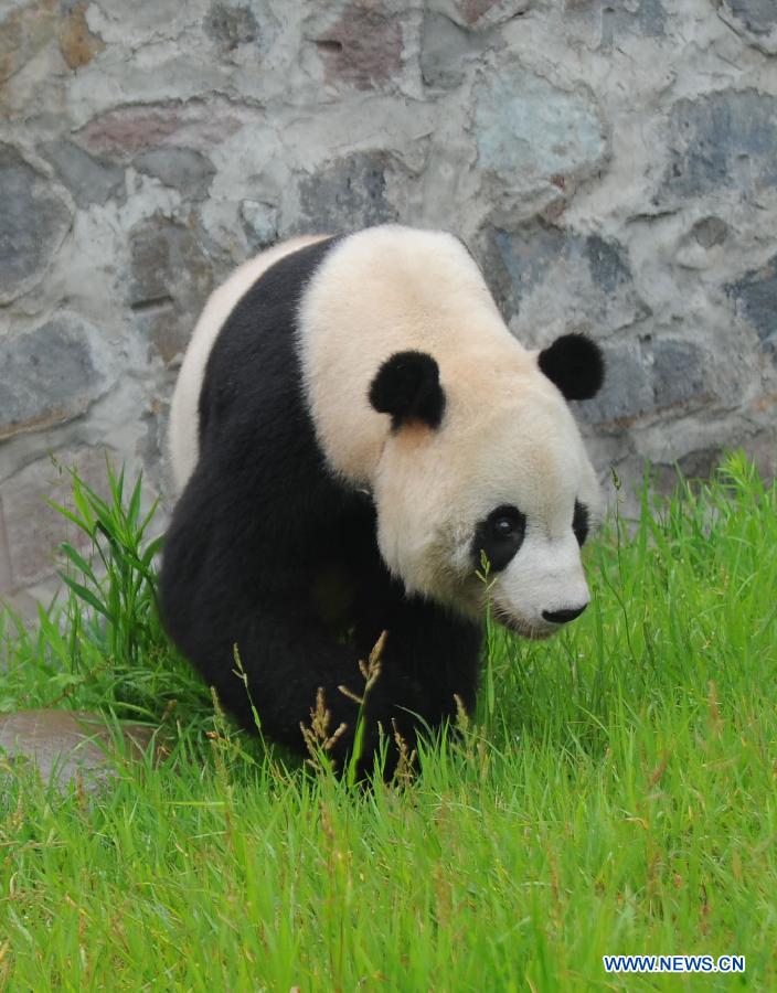 Le panda Taishan a célébré son dixième anniversaire en Chine dans le Sichuan