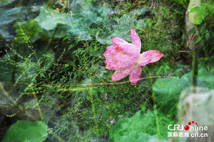 Fleurs de lotus pour une illusion parfaite 