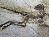 Découverte du fossile d’un dinosaure à plumes