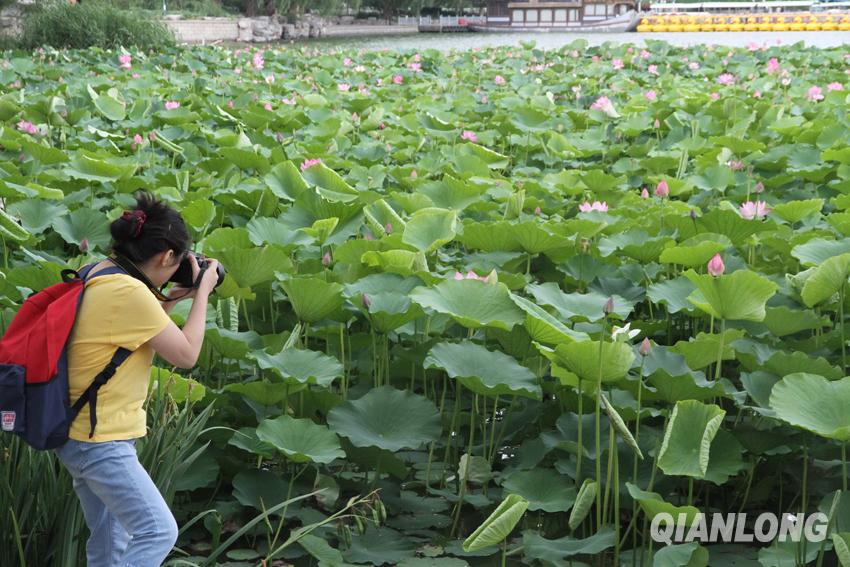 Beijing : venez admirer les fleurs de lotus dans le parc Yuyuantan !