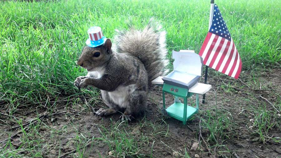 Université de Pennsylvanie : des écureuils jouent les stars sur Facebook