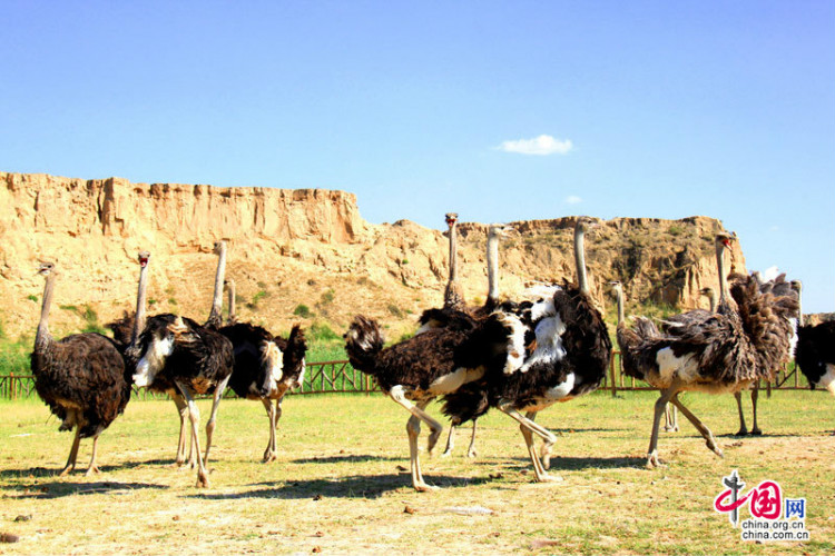 Ningxia : un voyage dans le temps dans la vallée de Shuidong