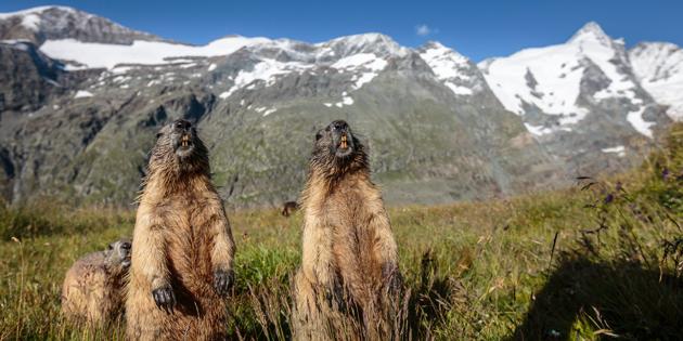 Autriche : deux mannequins marmottes au pied du Grossglockner