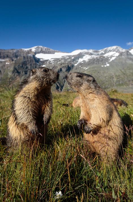 Autriche : deux mannequins marmottes au pied du Grossglockner