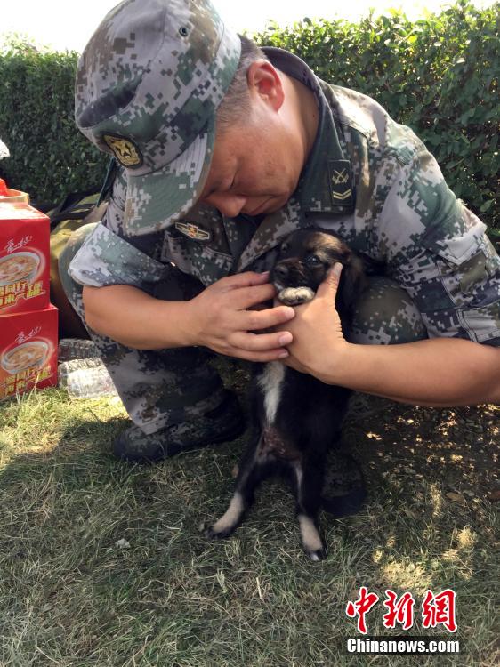 Tianjin : un chien survit aux explosions