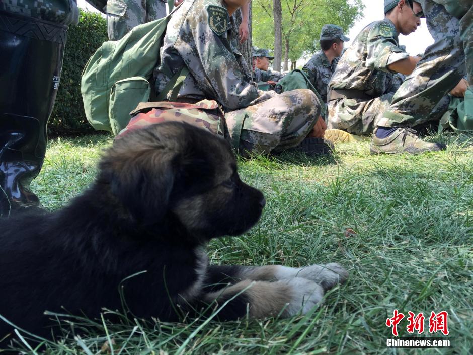 Tianjin : un chien survit aux explosions